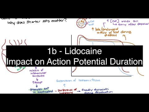 Why Lidocaine Targets Ischemic Tissue: Inactivation, APD, and Membrane Stability
