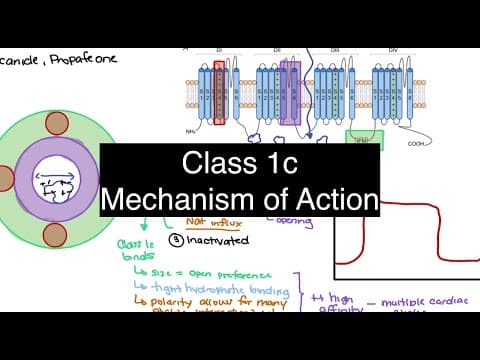 Class Ic Antiarrhythmics Explained: Why Flecainide Hits Hard and Stays Bound