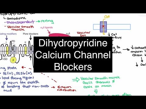 Amlodipine and Dihydropyridines 🧬 How They Work Differently from Verapamil